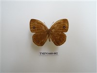 藏品(眉眼蝶)的圖片